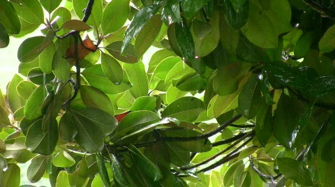 Tropical rain Stock Footage 269989