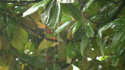 Tropical rain Stock Footage 269998