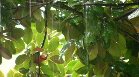 Tropical rain Video stock 270004