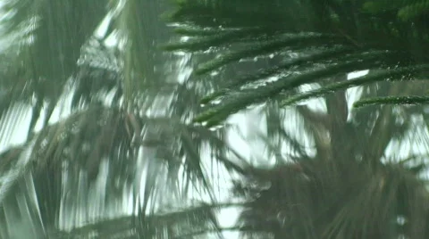 Tropical Rain  Stock Footage 399380