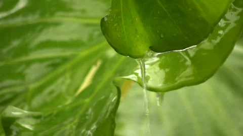 Tropical Rain Vidéo 597307