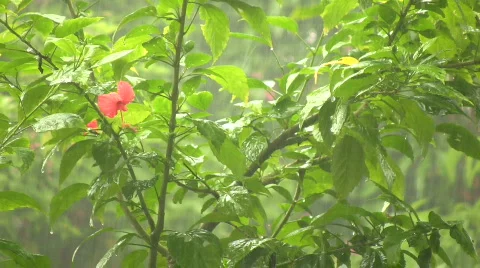 Tropical Rain 库存影片 597689