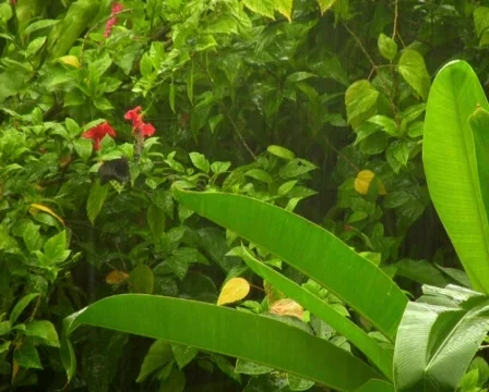 Tropical Rain Stock Footage 609665