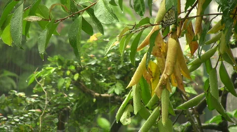 Tropical Rain Stock-Footage 726604