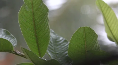 Tropical rain 스톡 동영상 1095304