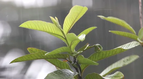 Tropical rain Video stock 1101487