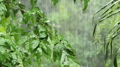 Tropical rain Stock Footage 5065388