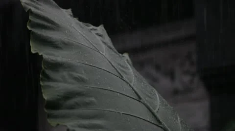 Tropical Rain Stock Footage 10724246