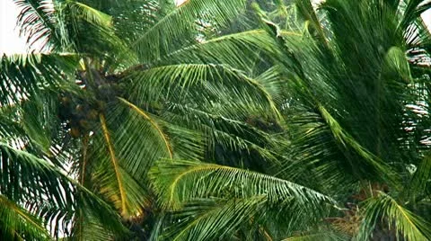 Tropical rain Stock Footage 10798958