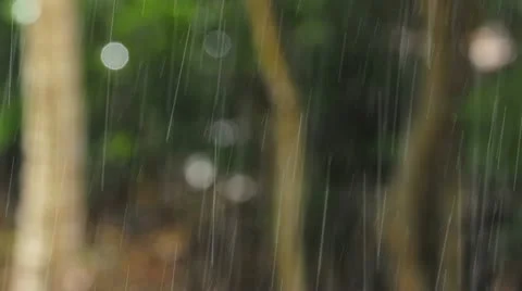 Tropical Rain Stock Footage 11253397