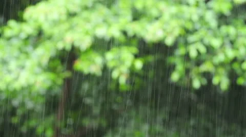 Tropical Rain Stock Footage 11308164