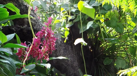 Tropical rain Stock Footage 34345729