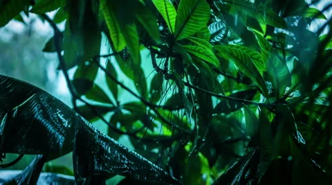 Tropical rain Stock Footage 45053634