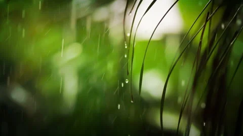 Tropical rain Stock Footage 45071491