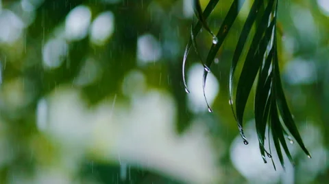 Tropical rain Stock Footage 45097632