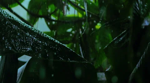 Tropical rain Stock Footage 45099084