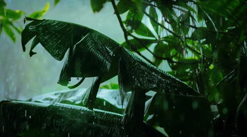 Tropical rain Stock Footage 45100208