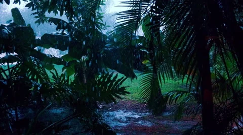 Tropical rain Stock Footage 45681145