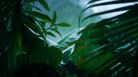 Tropical rain Stock Footage 45681220