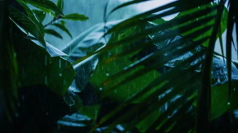 Tropical rain Stock Footage 45681288