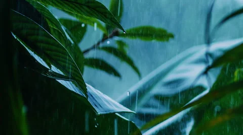 Tropical rain Stock Footage 45681371
