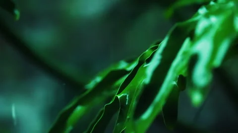 Tropical rain Stock Footage 45681769