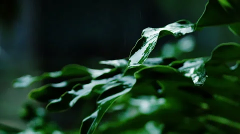 Tropical rain Stock Footage 45681880