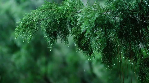 Tropical rain Stock Footage 45682130