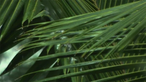 The tropical rain. Видео 50255881