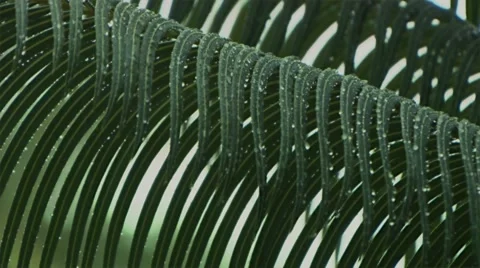 The tropical rain. Stock Footage 50255967