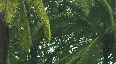 The tropical rain. 動画素材 50256203