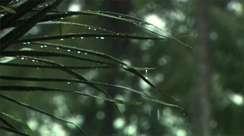 The tropical rain. 動画素材 50256339