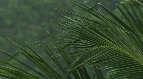 The tropical rain. Video stock 50256384