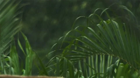 The tropical rain. Stock Footage 50256442