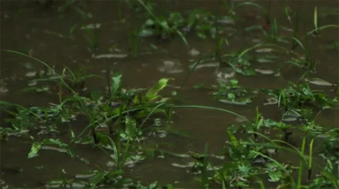 The tropical rain. Видео 50256482