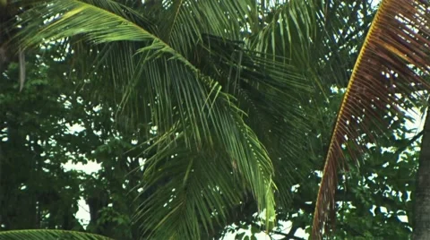 The tropical rain. Видео 50256521
