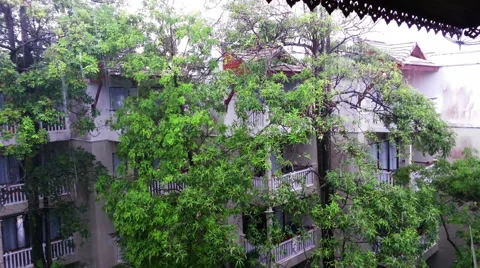 Tropical Rain 库存影片 54448173