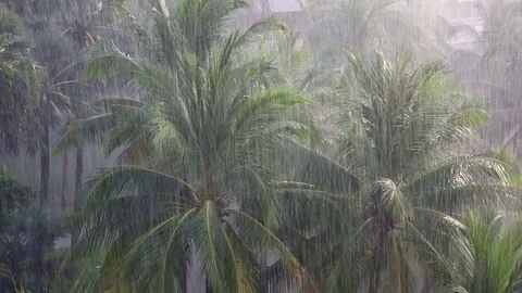Tropical rain Stock Footage 73112974