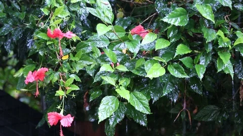 Tropical Rain Stock Footage 86760657