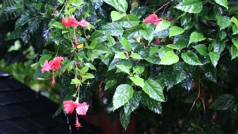 Tropical Rain Stock Footage 86761438