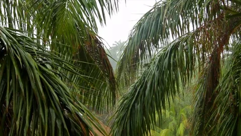 Tropical Rain Video stock 92885581