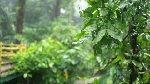 Tropical rain Stock Footage 114126254