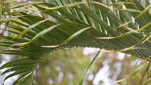 Tropical rain. Stock Footage 123093121