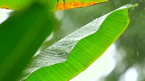 Tropical rain Stock Footage 123231995