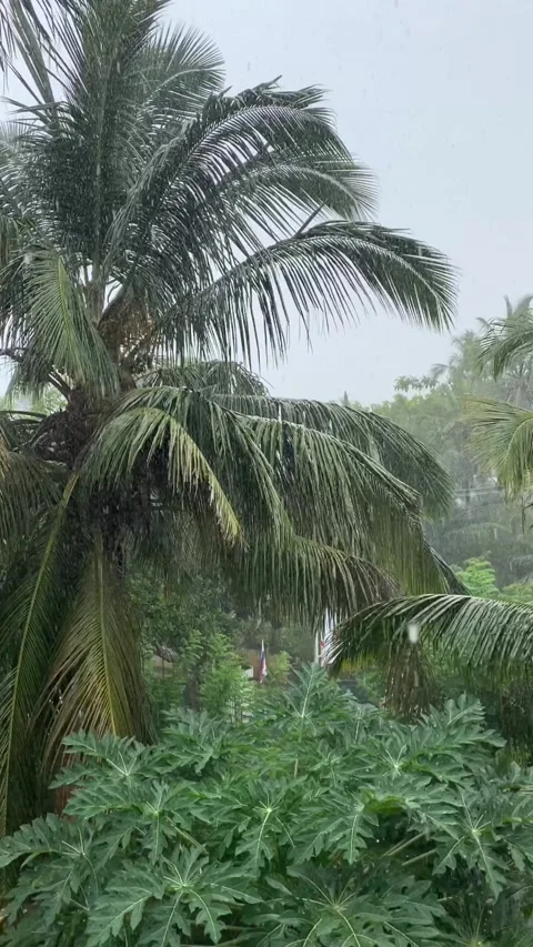 Tropical rain Vídeos de archivo 135400240