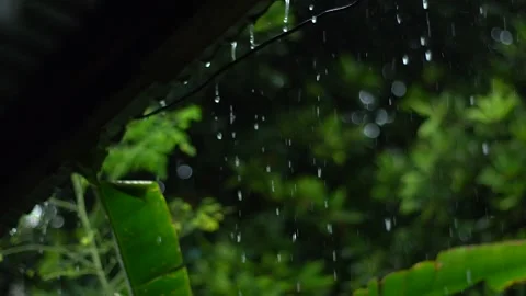 Tropical Rain Stock Footage 159931922