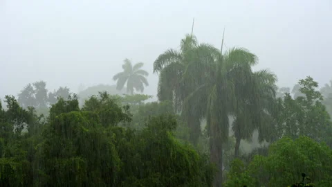 TROPICAL RAIN 스톡 동영상 250360984