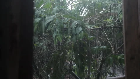 Tropical rain Stock Footage 286922293