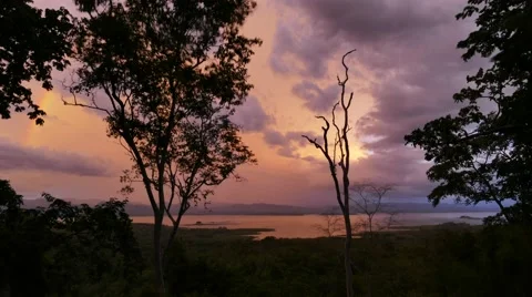 Tropical Rain forest after sunset,. Stock Footage 65259727