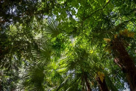 Tropical rain forest background Stock Photos